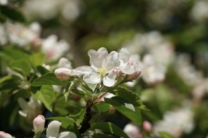 Apfelblüte Apfelblüte