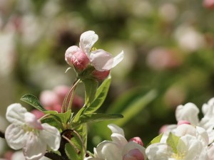 Apfelblüte und Knospen Apfelblüte und Knospen