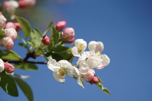 Apfelblüten Apfelblüten