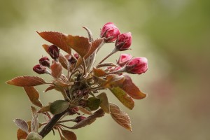 Blütenpracht erwacht Blütenpracht erwacht
