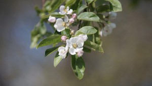 Die Apfelblüten kommen Die Apfelblüten kommen