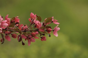 Faszination rote Apfelblüte Faszination rote Apfelblüte