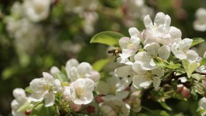 Pollenparadies Apfelblüten Pollenparadies Apfelblüten