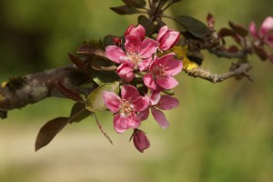 Rosarote Bl&uuml;ten am Ast