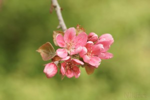 Rote Apfelblüte Rote Apfelblüte