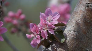 Rote Apfelblüten am Stamm Rote Apfelblüten am Stamm