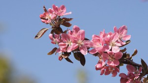 Rote Apfelblüten vor blauen Himmel Rote Apfelblüten vor blauen Himmel