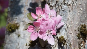 Rote Apfelblütengruppe am Stamm Rote Apfelblütengruppe am Stamm