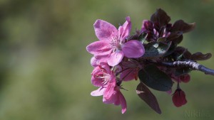 Schöne rote Apfelblüten Schöne rote Apfelblüten