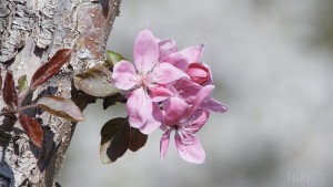 Schöne rote Apfelblüten am Stamm Schöne rote Apfelblüten am Stamm