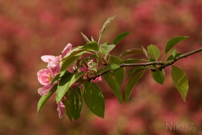  Busch & Baumblüten 
