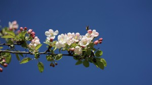 Verlockende Apfelblüten Verlockende Apfelblüten