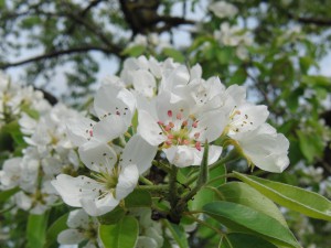 Weiße Apfelplüten Weiße Apfelplüten