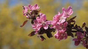 Zweig mit roten Apfelblüten Zweig mit roten Apfelblüten