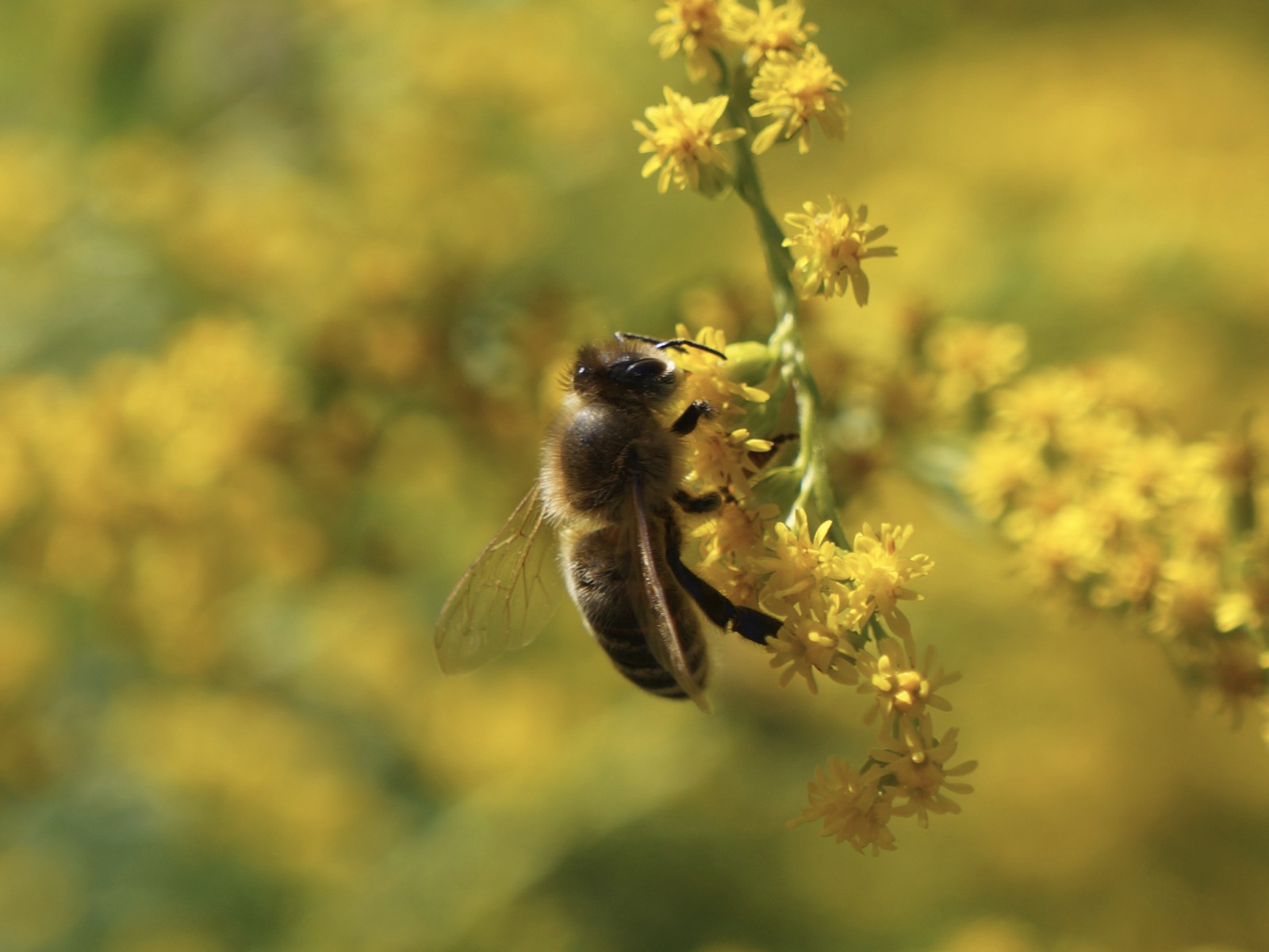 Biene an gelbe Blütenrispe Biene an gelbe Blütenrispe