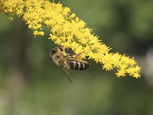 Biene auf gelbe Blütenrispe Biene auf gelbe Blütenrispe