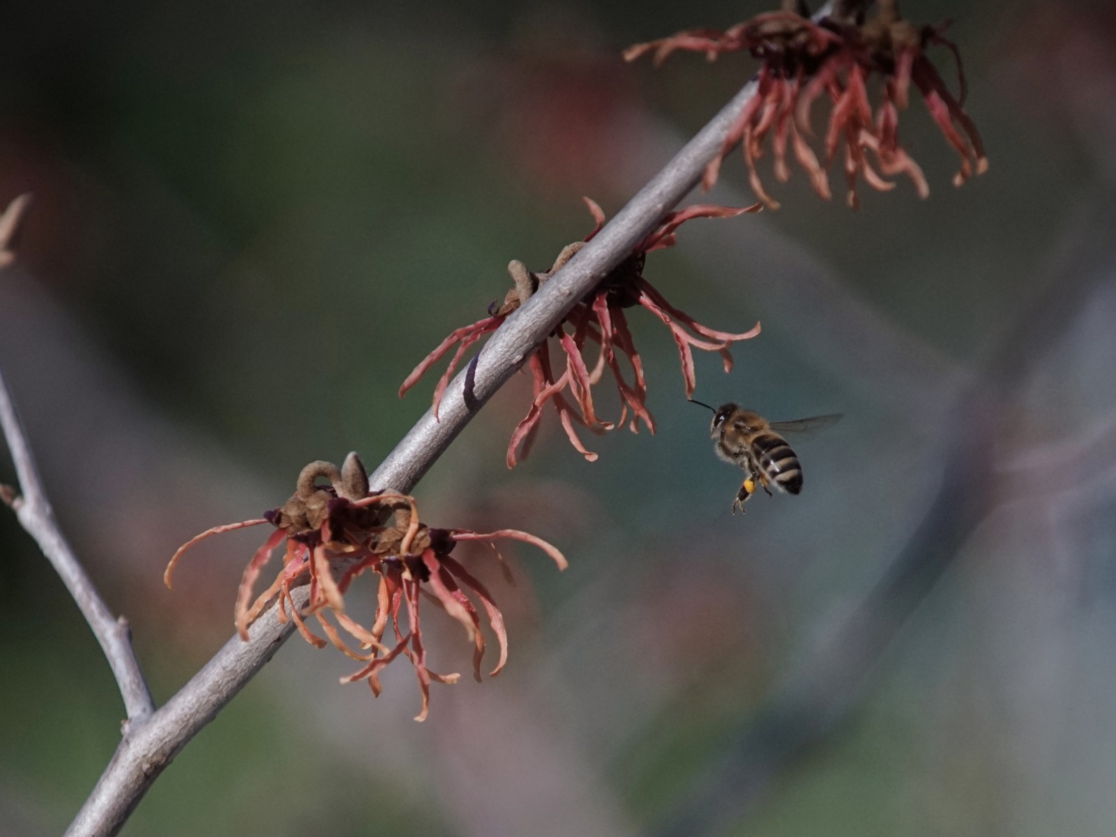 Biene auf dem Weg zur Zaubernuss Biene auf dem Weg zur Zaubernuss