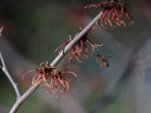 Biene auf dem Weg zur Zaubernuss Biene auf dem Weg zur Zaubernuss