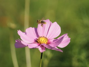 Ab mit dem Necktar nach Hause Ab mit dem Necktar nach Hause
