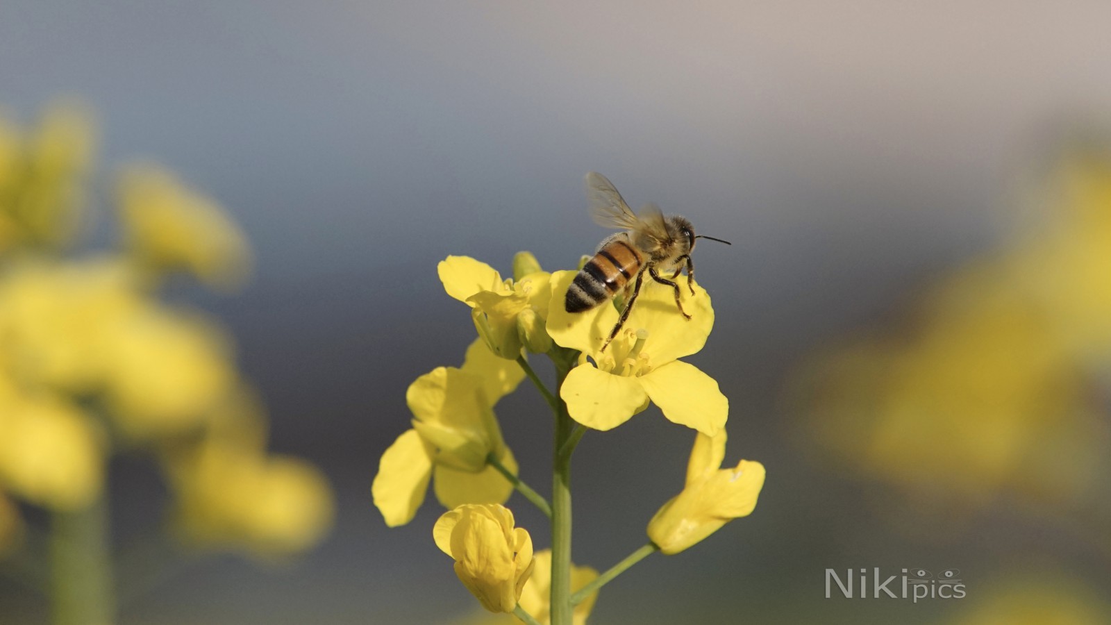Abflug von der Rapsblüte Abflug von der Rapsblüte