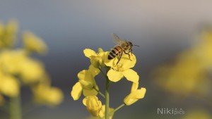 Abflug von der Rapsblüte Abflug von der Rapsblüte