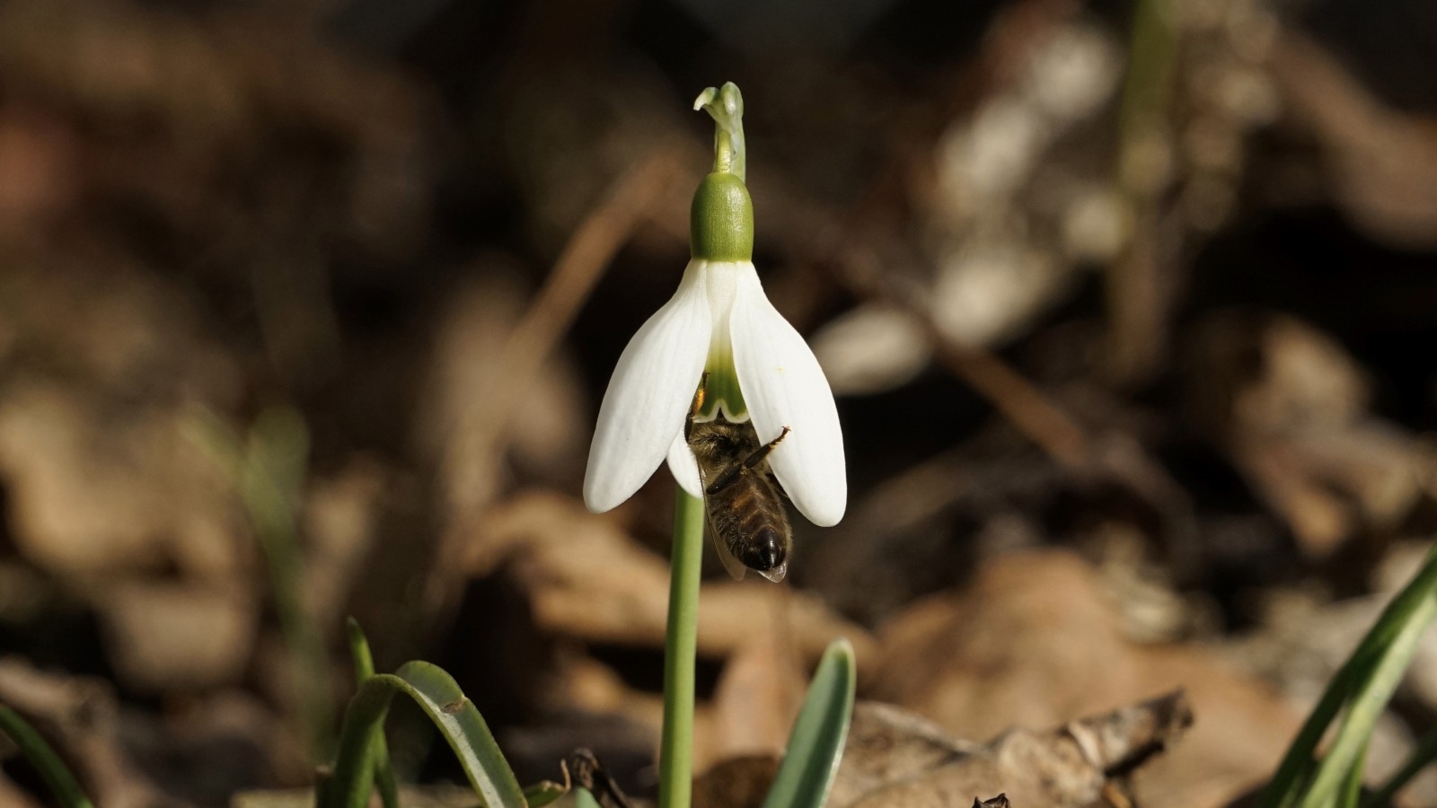 Abhängen im Frühling Abhängen im Frühling