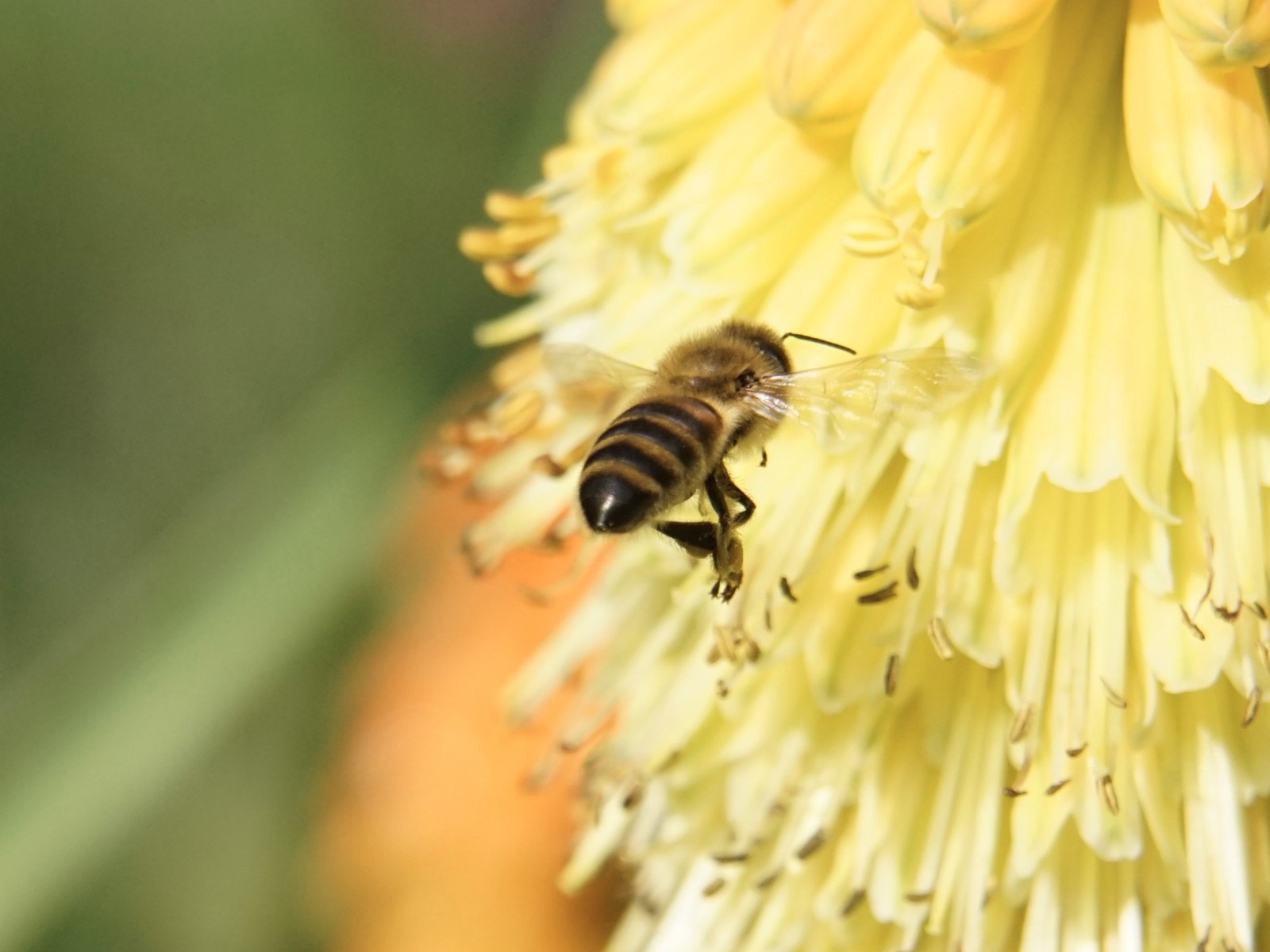 Anflug ins Nektarparadies  Anflug ins Nektarparadies
