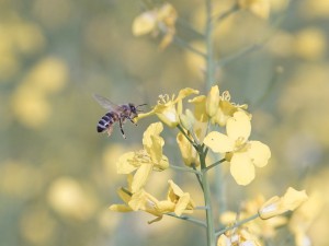 Anflug zur Rapsblüte Anflug zur Rapsblüte