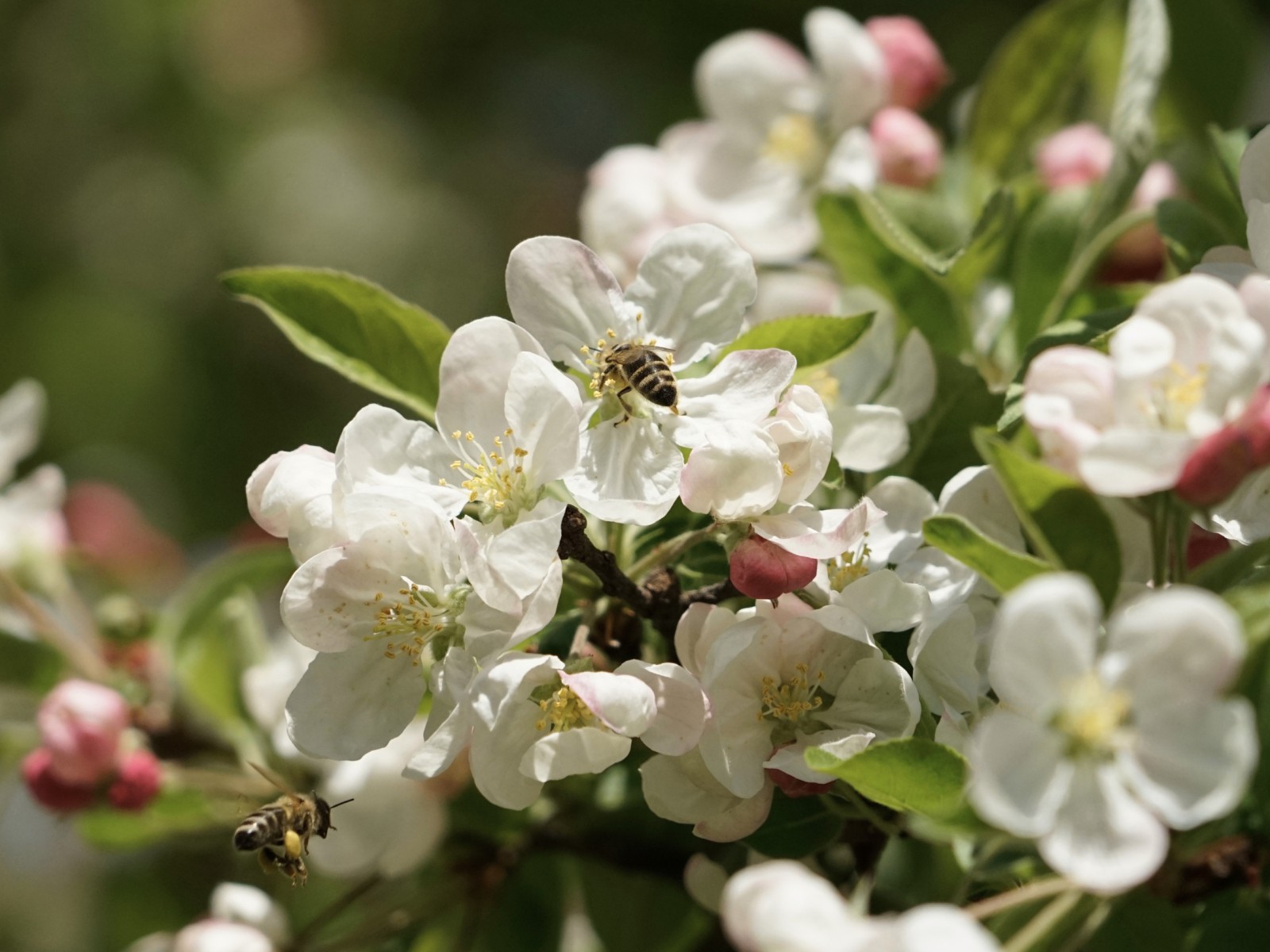 Apfelblüten mit fleißigen Bienen Apfelblüten mit fleißigen Bienen
