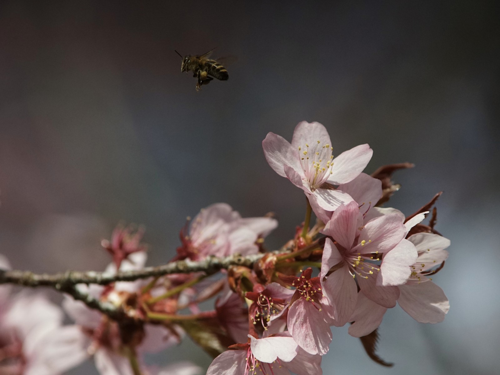 Auf zu den nächsten Kirschblüten Auf zu den nächsten Kirschblüten