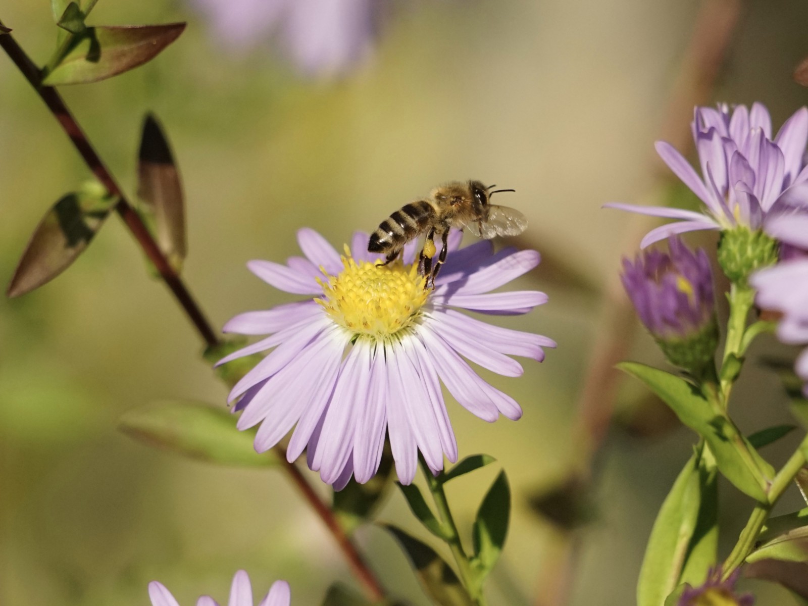 Auf zur nächsten Aster Auf zur nächsten Aster