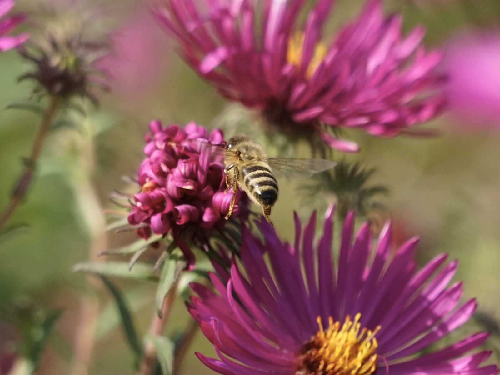 Auf zur nächsten Asternblüte Auf zur nächsten Asternblüte