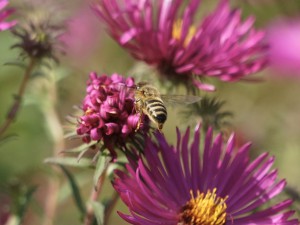 Auf zur nächsten Asternblüte Auf zur nächsten Asternblüte