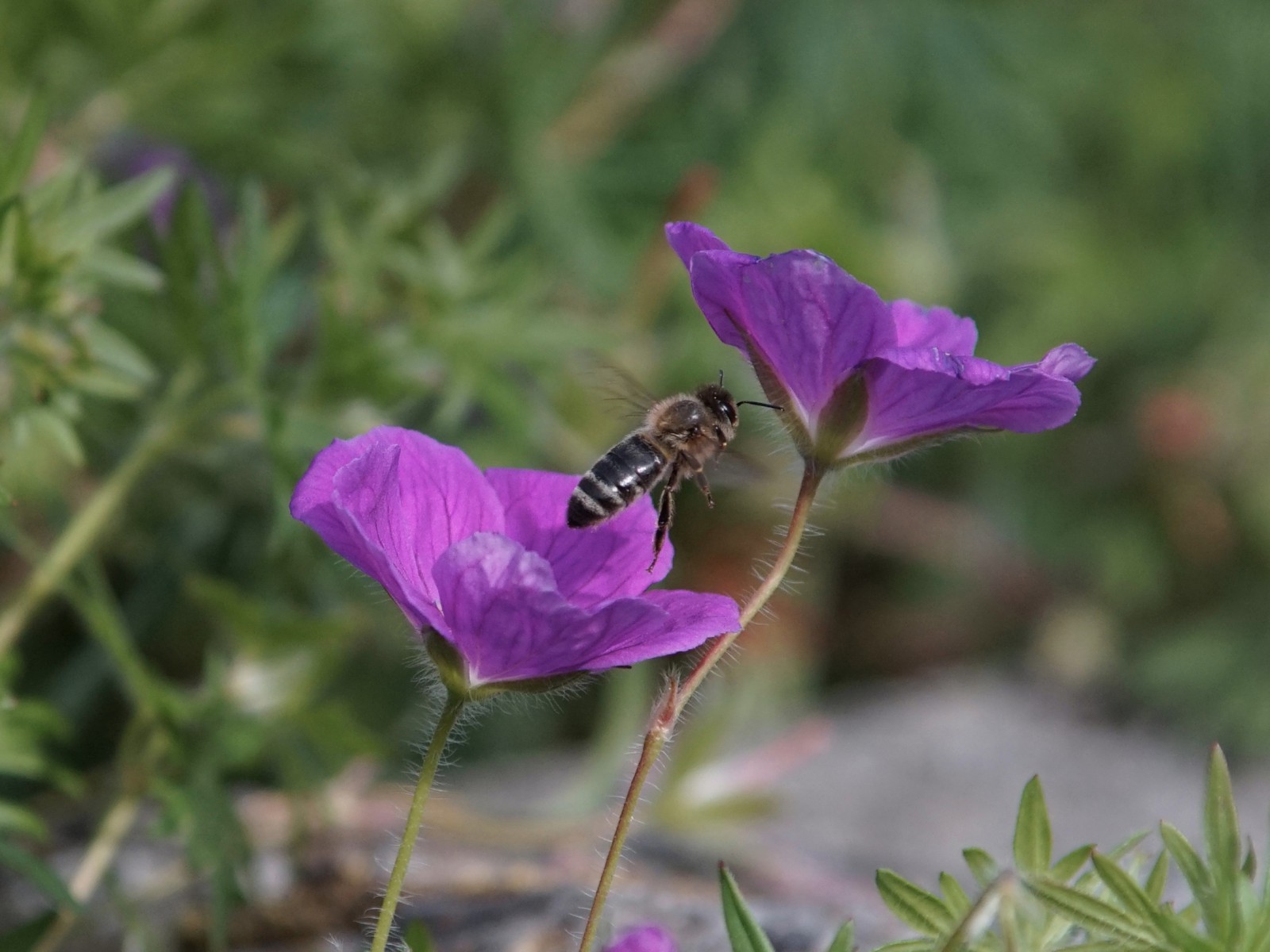 Auf zur nächsten Blüte Auf zur nächsten Blüte