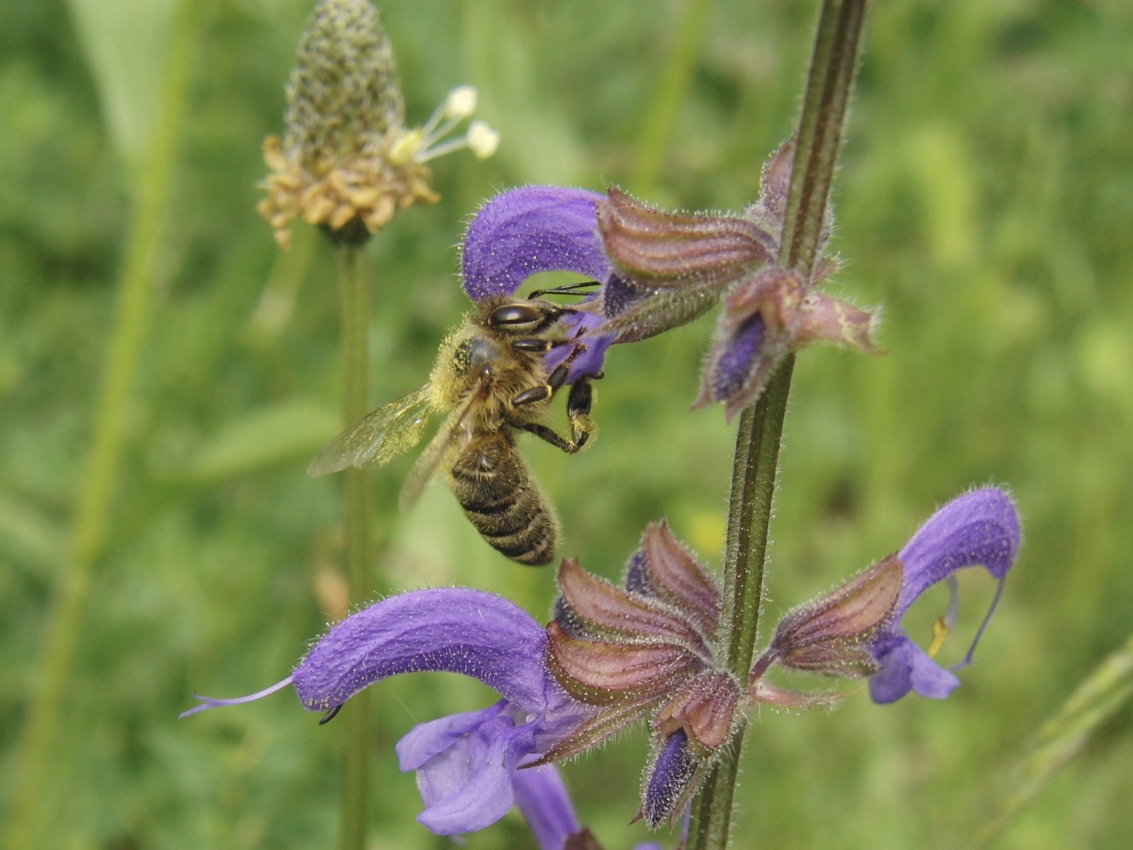 Biene am Wiesensalbei Biene am Wiesensalbei