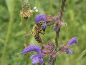 Biene am Wiesensalbei Biene am Wiesensalbei