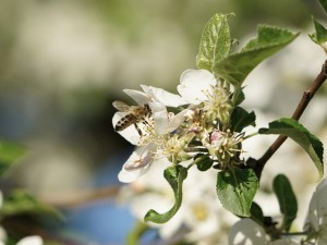 Biene an Apfelblüte Biene an Apfelblüte