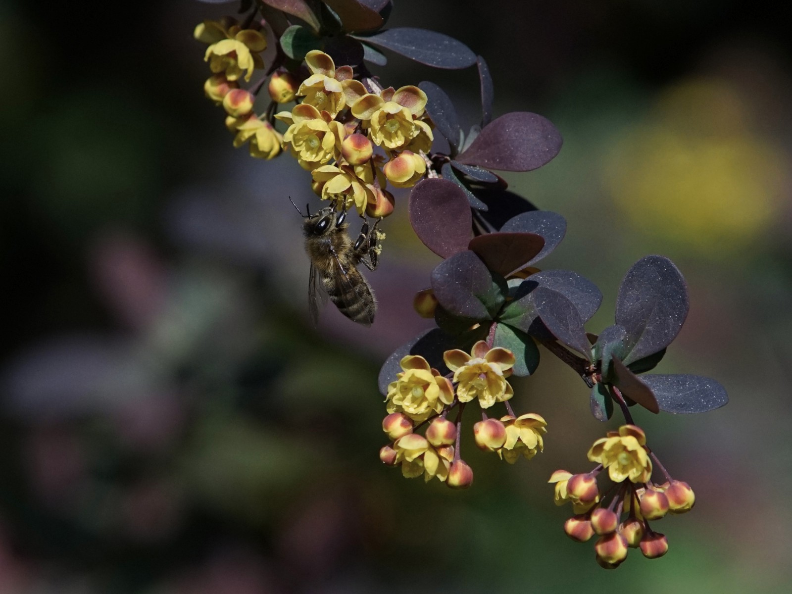 Biene an Berberis Blüte Biene an Berberis Blüte