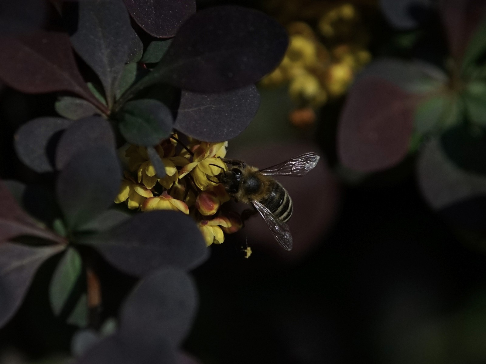 Biene an der Berberis Biene an der Berberis