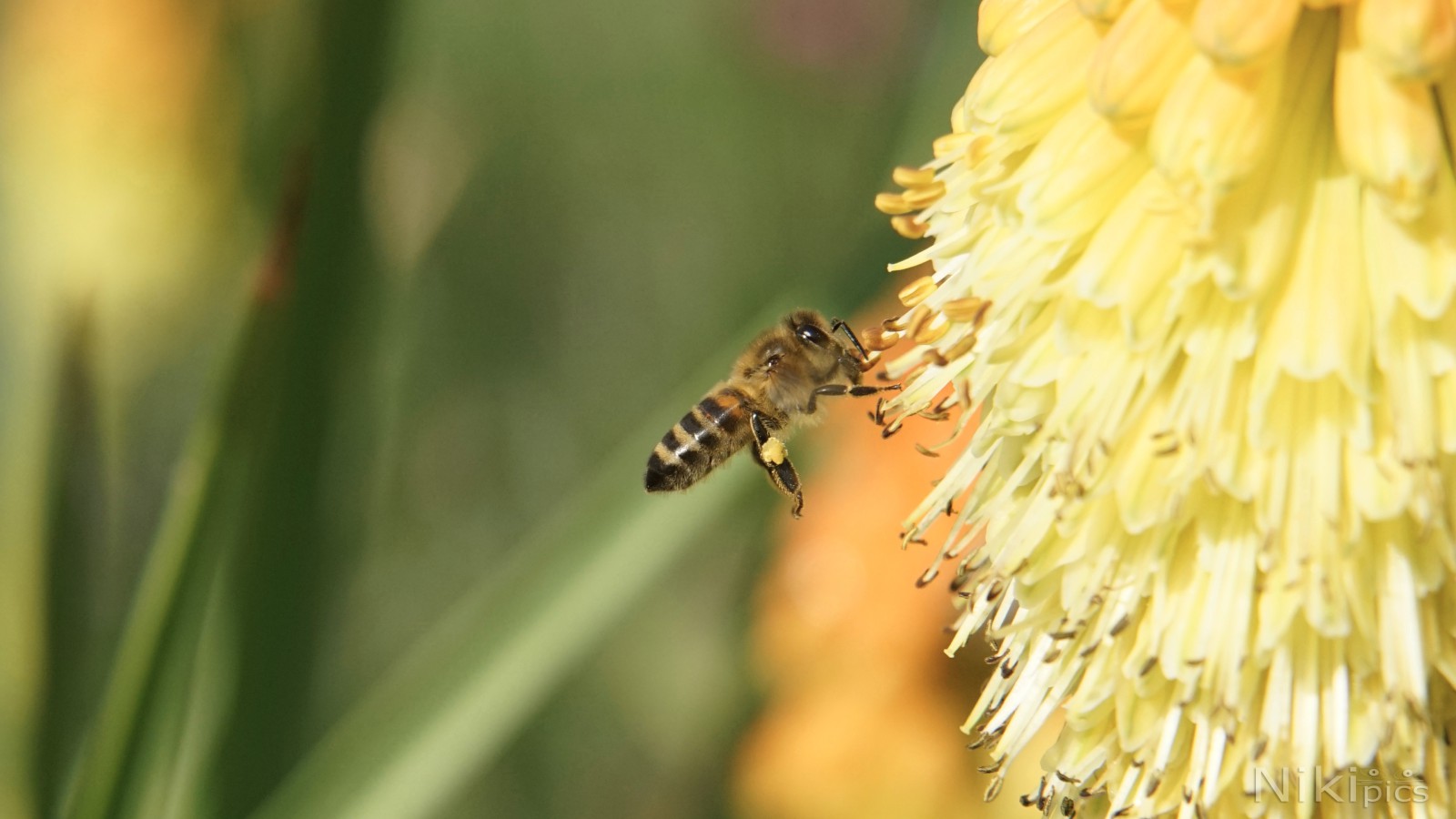Biene an Fackellilie Biene an Fackellilie