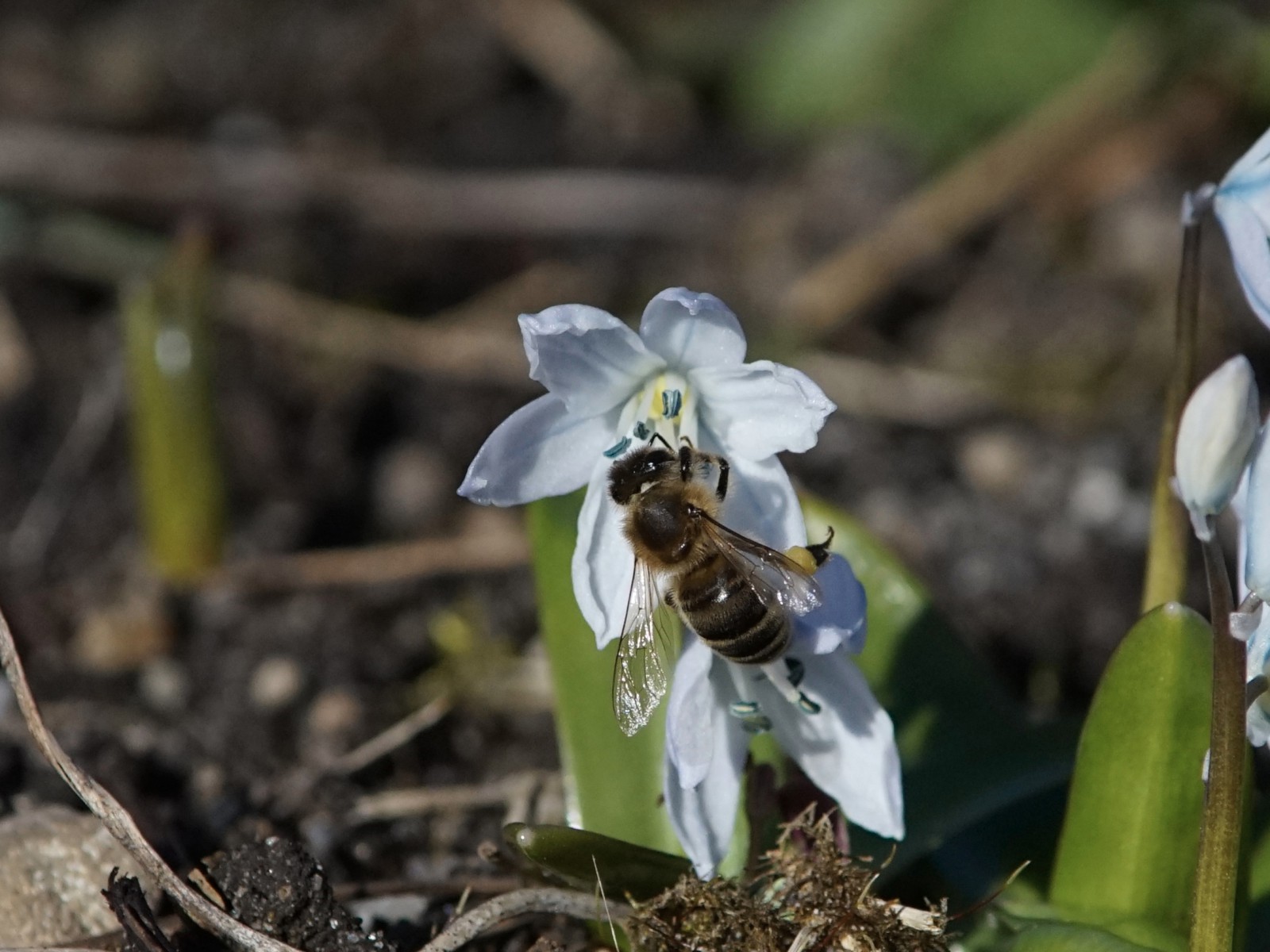 Biene an kleiner Sternhyazinthe Biene an kleiner Sternhyazinthe