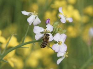 Biene an Kreuzblütler Biene an Kreuzblütler