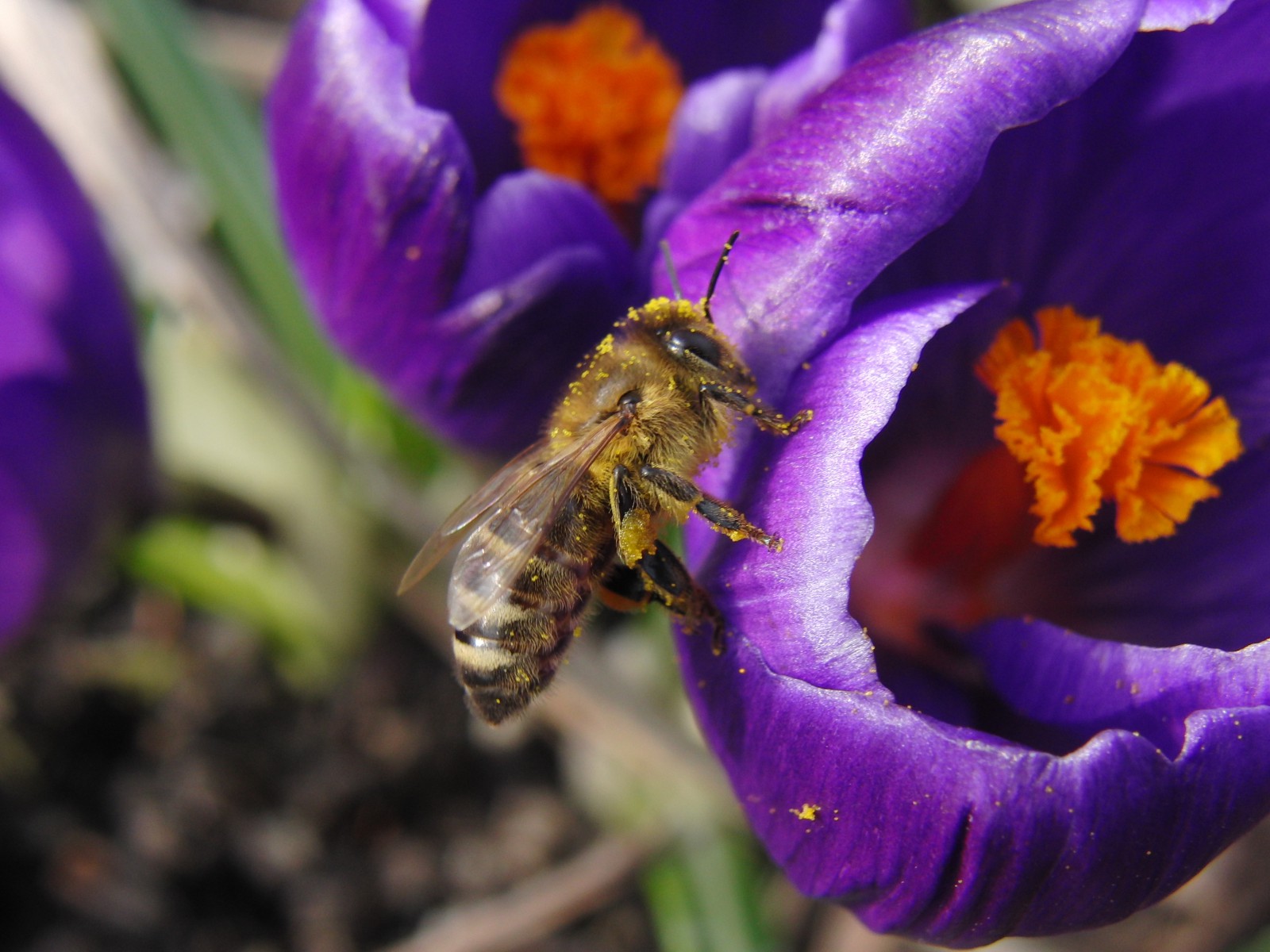 Biene an lila Krokus Biene an lila Krokus