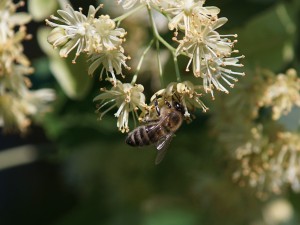 Biene an Lindenblüte Biene an Lindenblüte
