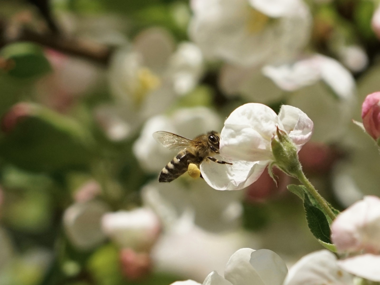 Biene an Obstblüte Biene an Obstblüte