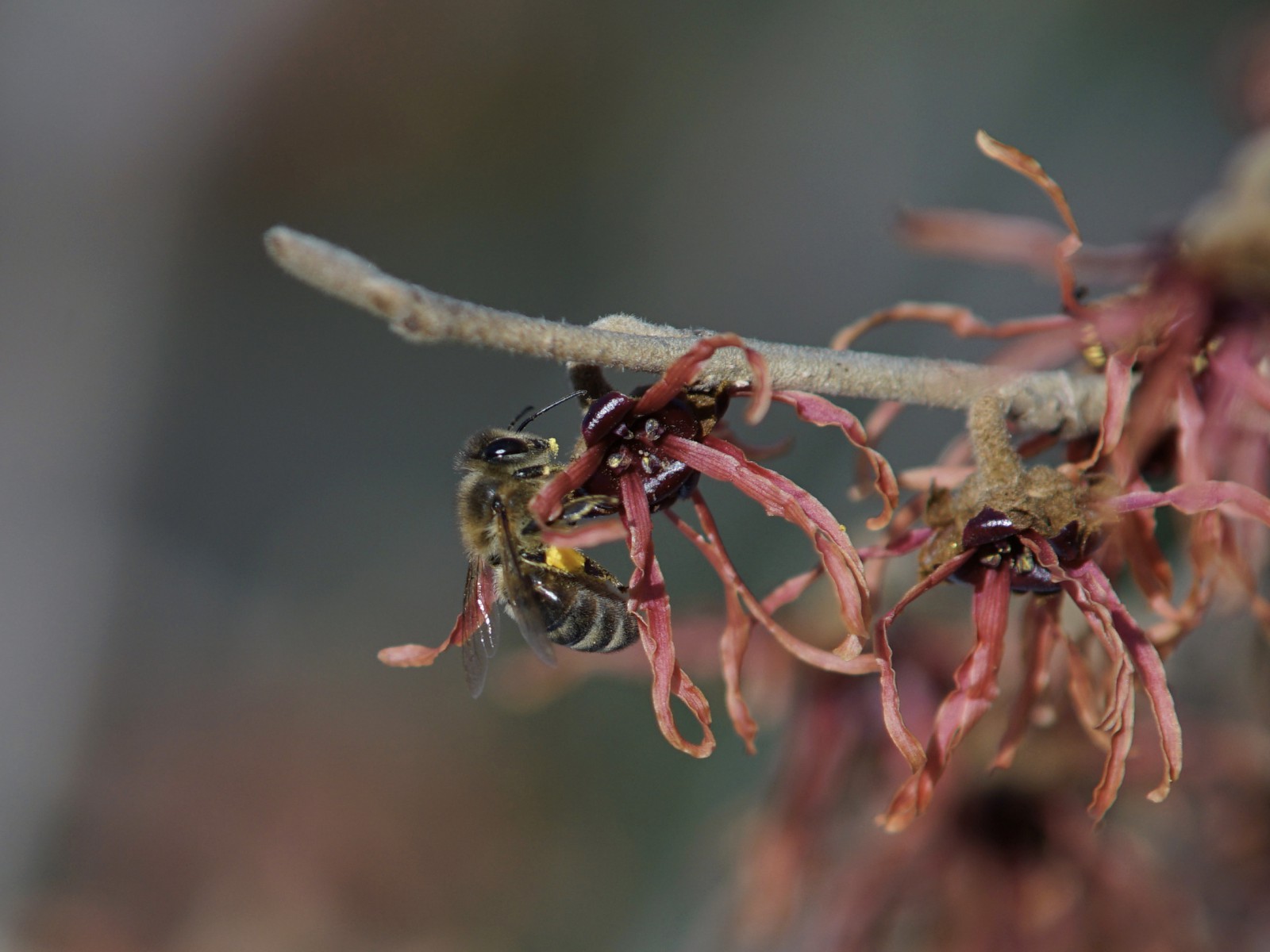 Biene an roten Zaubernuss Biene an roten Zaubernuss
