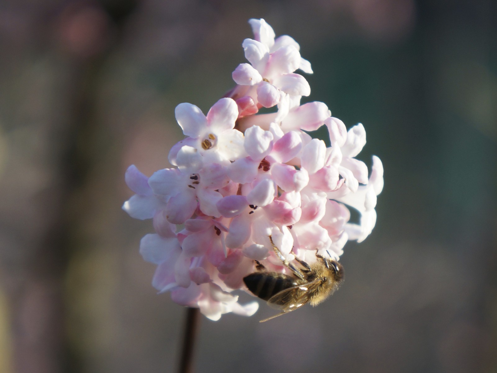 Biene an Schneeball Biene an Schneeball