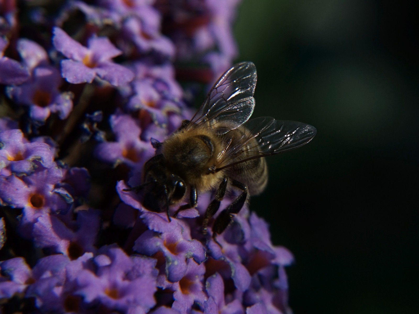 Biene an Sommerfliederblüten Biene an Sommerfliederblüten