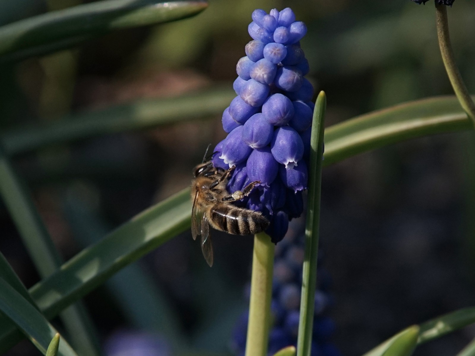 Biene an Traubenhyazinthe Biene an Traubenhyazinthe