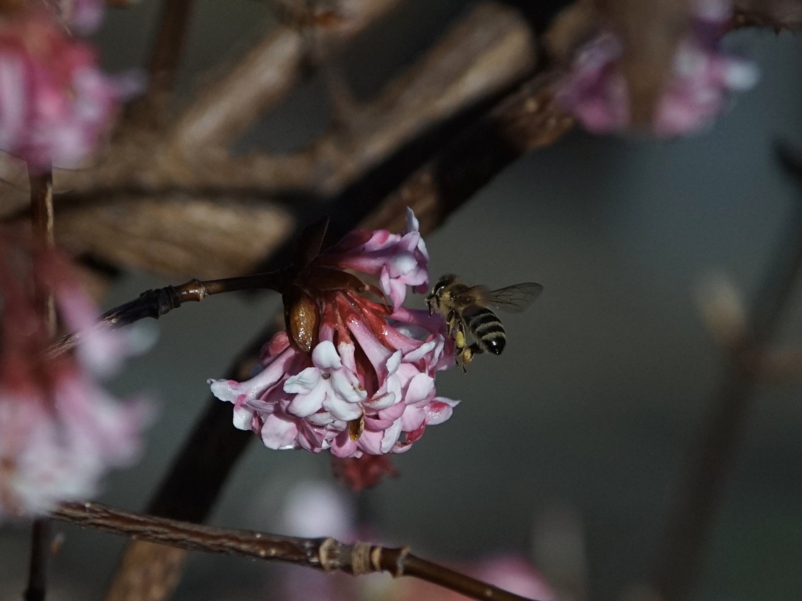 Biene an Winterschneebalblüte-1 Biene an Winterschneebalblüte-1